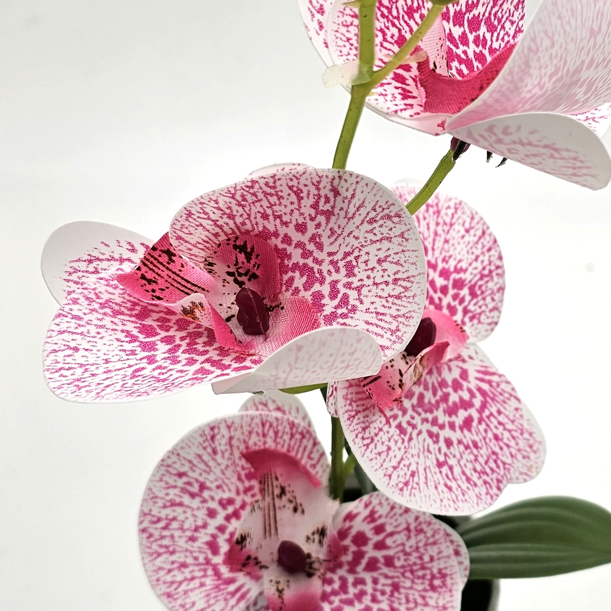 Orchid with Leaf Plant,Dining table decorating